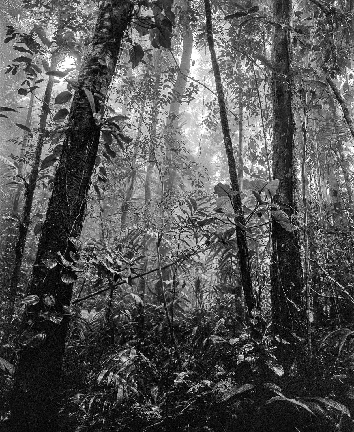 Manglar Nuquí, Bosque Tropical Húmedo Nuqui I & II (Triptyque) Tirages pigmentaires - Noir Black and White Photograph par Miguel Winograd 