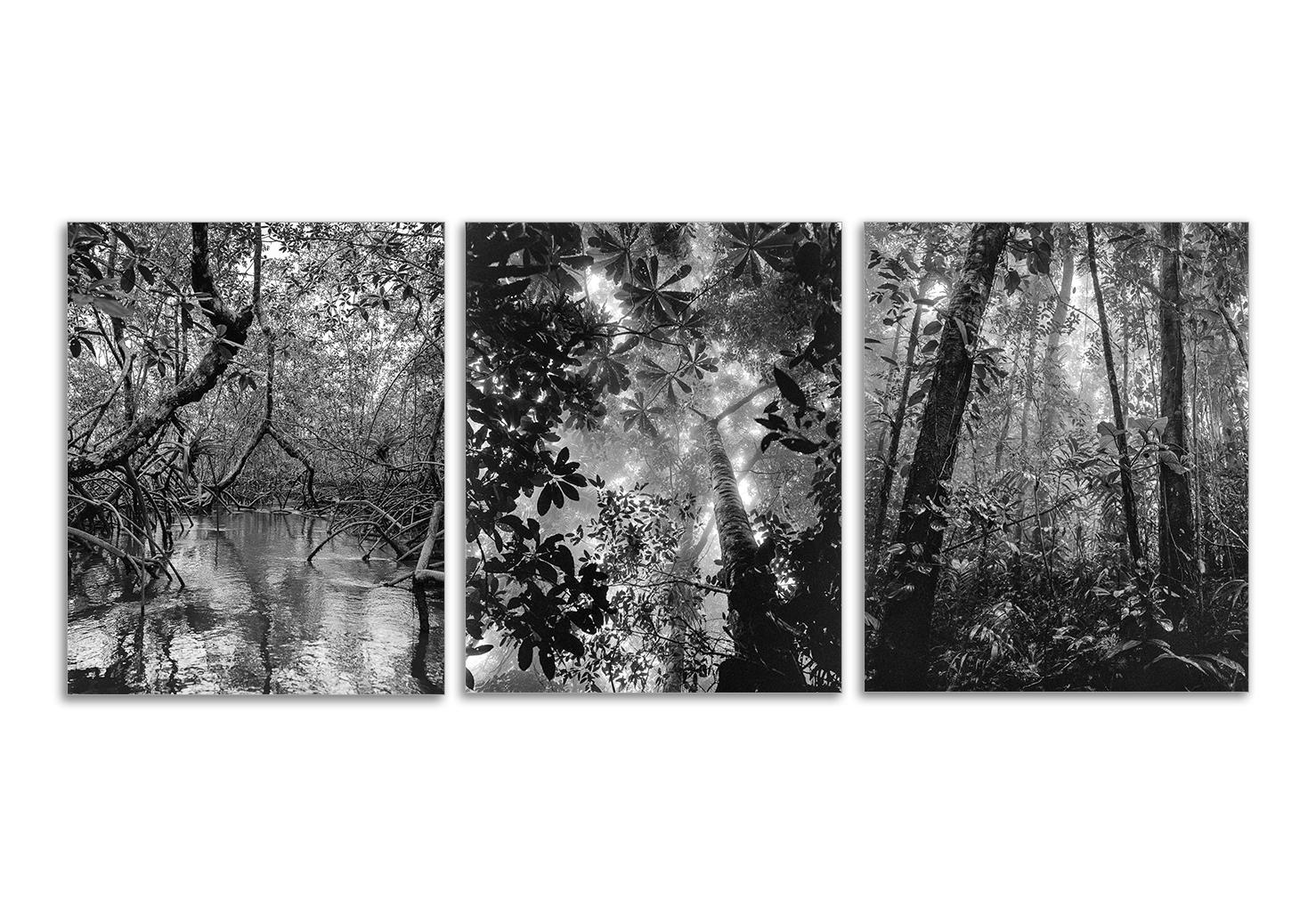 Miguel Winograd  Black and White Photograph - Manglar Nuquí, Bosque Tropical Húmedo Nuqui I & II (Triptych) Pigment Prints