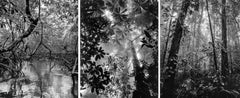 Manglar Nuquí, Bosque Tropical Húmedo Nuqui I & II Triptych. Pigment Prints