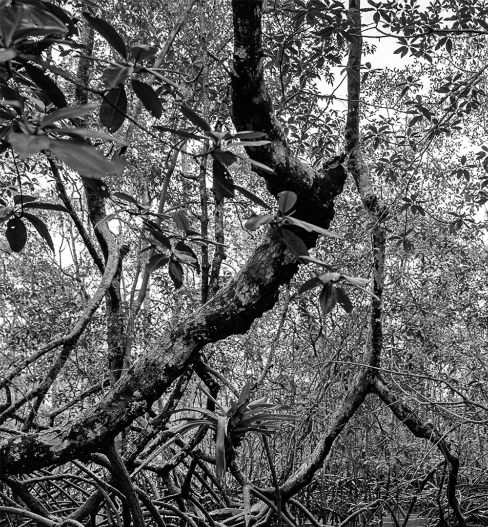 Manglar Nuquí, Pigment Prints - Photograph by Miguel Winograd 