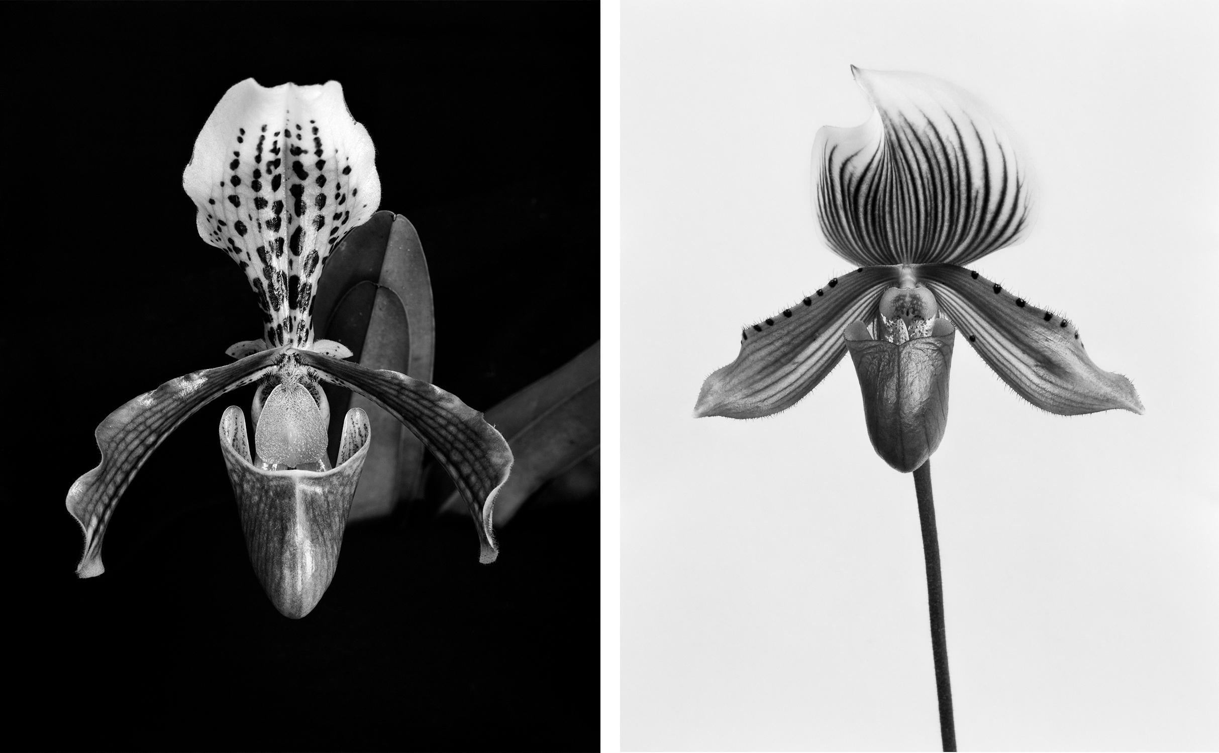 Orchid Paphiopedilum and Orchid Paphiopedilum Callosum, B&W Silver Gelatin Print