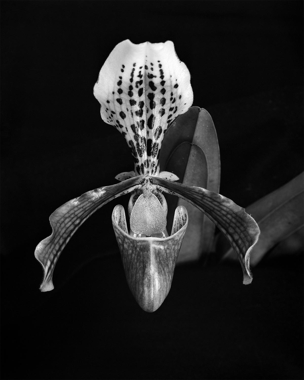Orchidee Paphiopedilum und Orchidee Paphiopedilum Callosum, B&W Silber Gelatinesilber Druck – Photograph von Miguel Winograd 