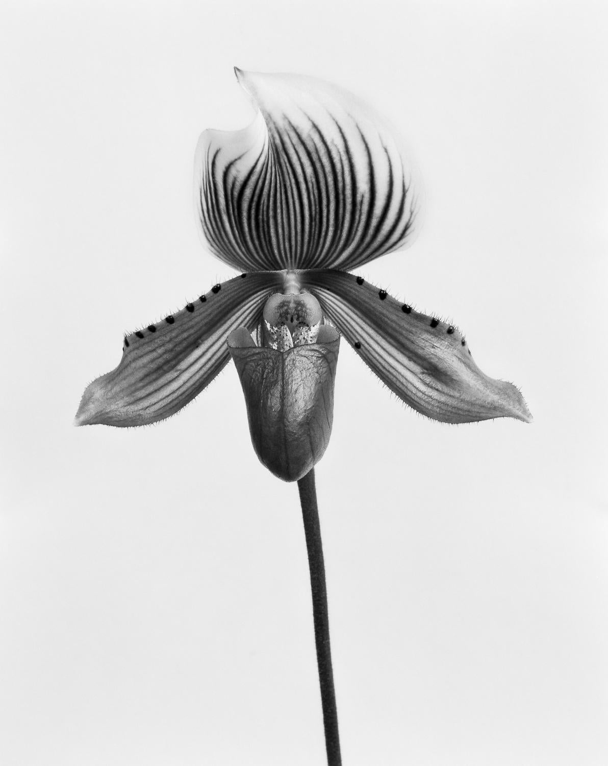 Orchidee Paphiopedilum und Orchidee Paphiopedilum Callosum, B&W Silber Gelatinesilber Druck (Naturalismus), Photograph, von Miguel Winograd 