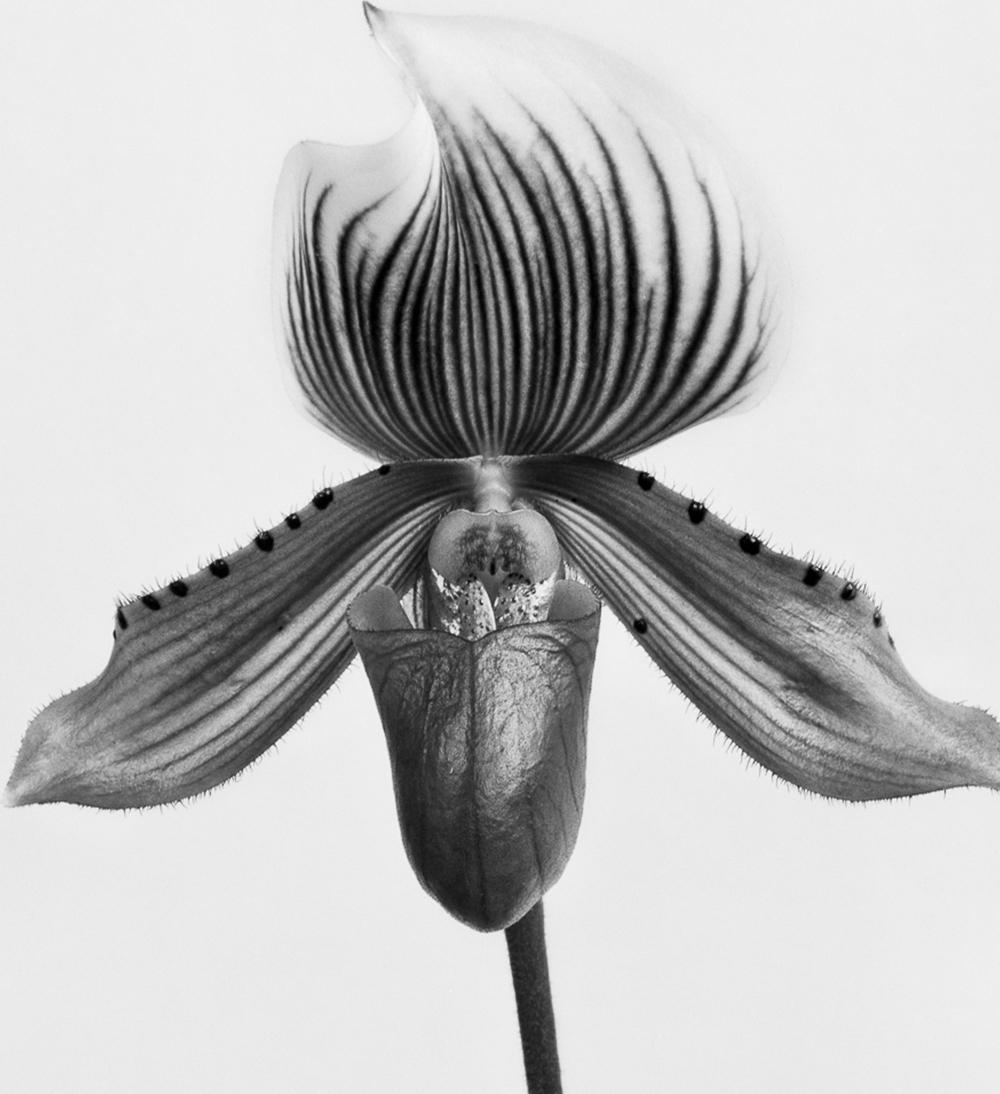 Orchidee Paphiopedilum und Orchidee Paphiopedilum Callosum, B&W Silber Gelatinesilber Druck (Schwarz), Black and White Photograph, von Miguel Winograd 