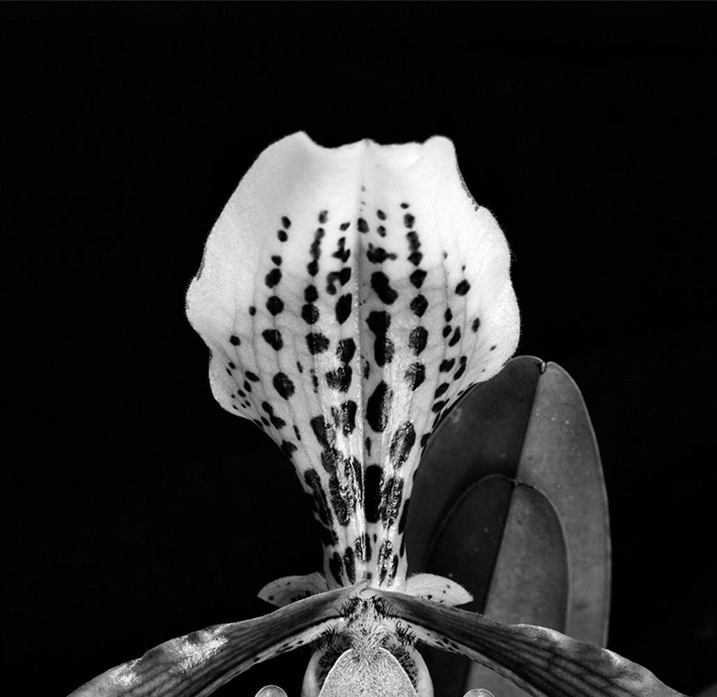 Orquídea Paphiopedilum und Orquídea Paphiopedilum Callosum (Diptychon), von Miguel Winograd 
Selengetönte Gelatinesilberdrucke
Aus der Serie Matas
Gesamtgröße: 14 in H x 22 in W

Individuelle Größe:
Orquídea Paphiopedilum, 2021
14 in H x 11 in