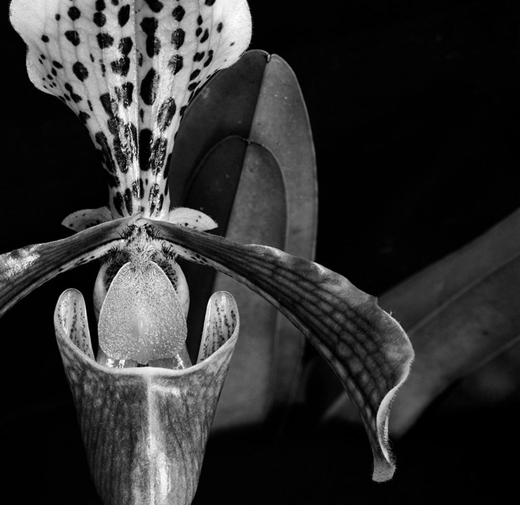 Orchidee Paphiopedilum und Orchidee Paphiopedilum Callosum, B&W Silber Gelatinesilber Druck im Angebot 1