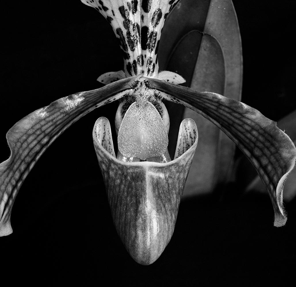 Orchidee Paphiopedilum und Orchidee Paphiopedilum Callosum, B&W Silber Gelatinesilber Druck im Angebot 2