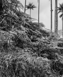 Palmas de Cera, Pijao. Pigmentdruck