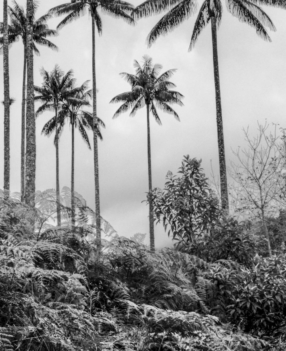 Palmas de Cera, Pijao. Pigmentdruck (Grau), Black and White Photograph, von Miguel Winograd 