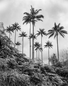 Palmas de Cera, Pijao, Silver Gelatin Print