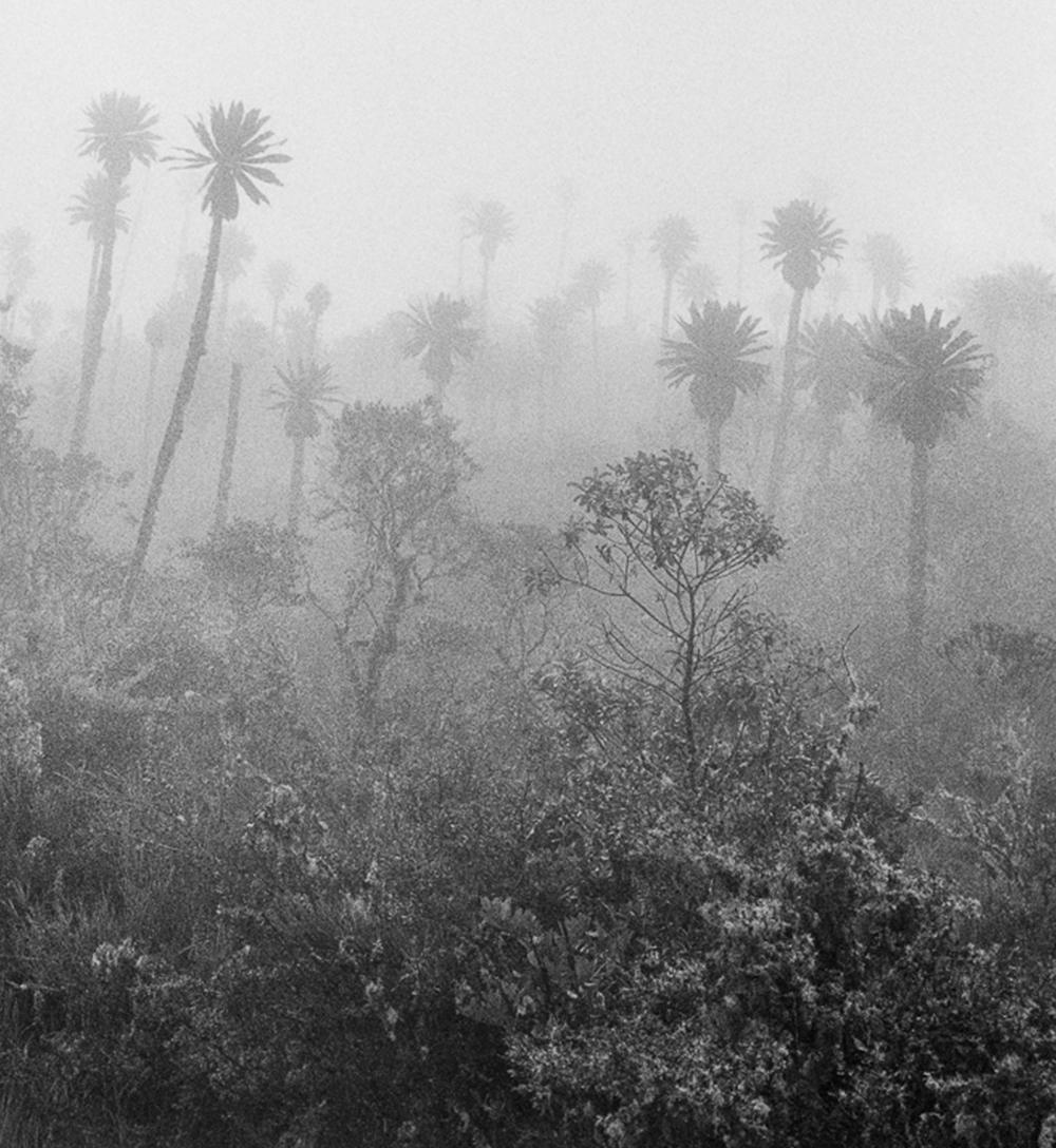 Páramo Chingaza, Impresiones en pigmento - Photograph Naturalista de Miguel Winograd 