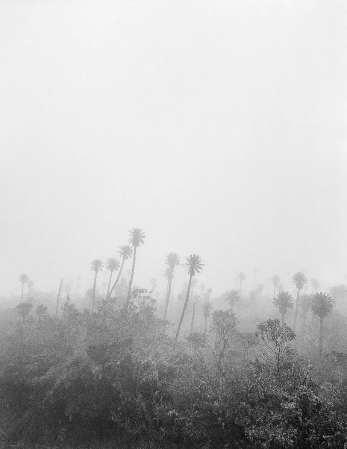 Black and White Photograph Miguel Winograd  - Pramo Chingaza, imprimé gélatine argentique