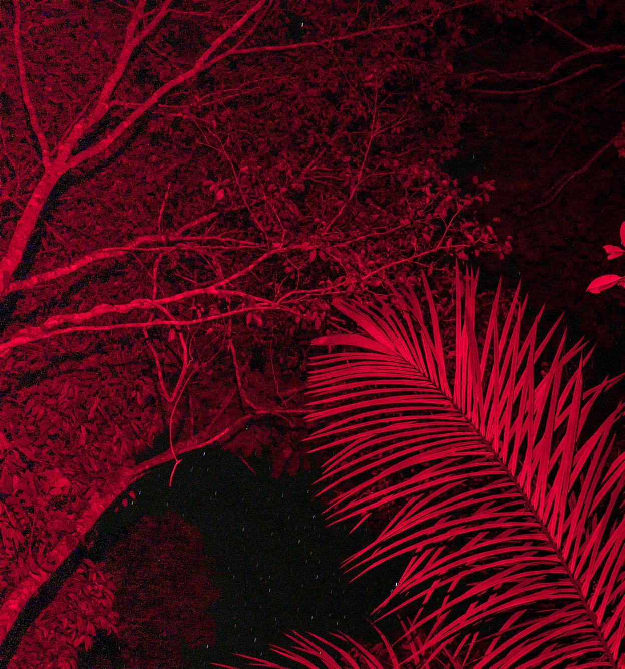 Selva Nocturna 02, stampa a colori ai pigmenti - Photograph Naturalismo di Miguel Winograd 