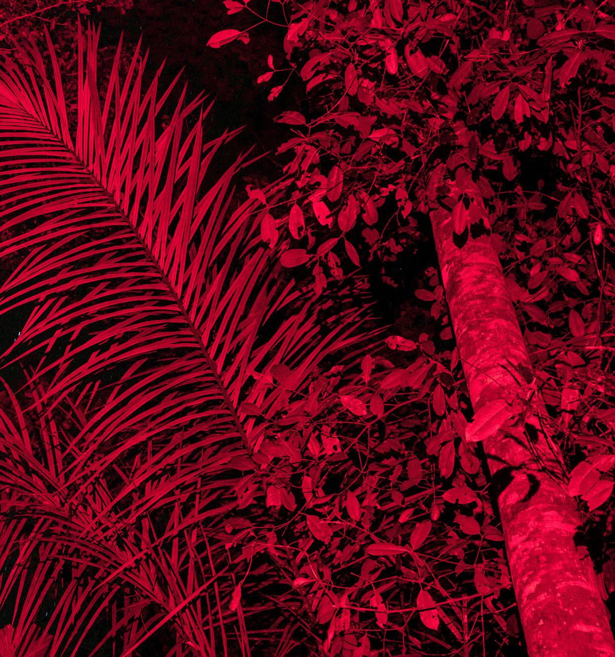 Selva Nocturna 02, stampa a colori ai pigmenti - Color Photograph Nero di Miguel Winograd 
