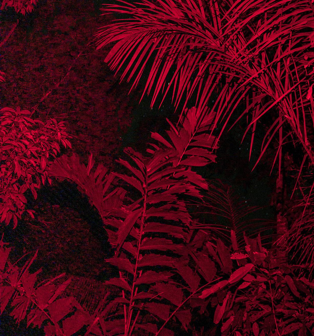Selva Nocturna 02, 2023 di Miguel Winograd 
Stampe a pigmento
Dalla serie Enjambre
Dimensioni dell'immagine: 28,3 pollici H. x 21,2 pollici W.
Dimensioni della cornice: 41 H. x 30 W. x 1,5 D.
Edizione di 7 + 2AP
Telaio in legno nero

L'artista cerca
