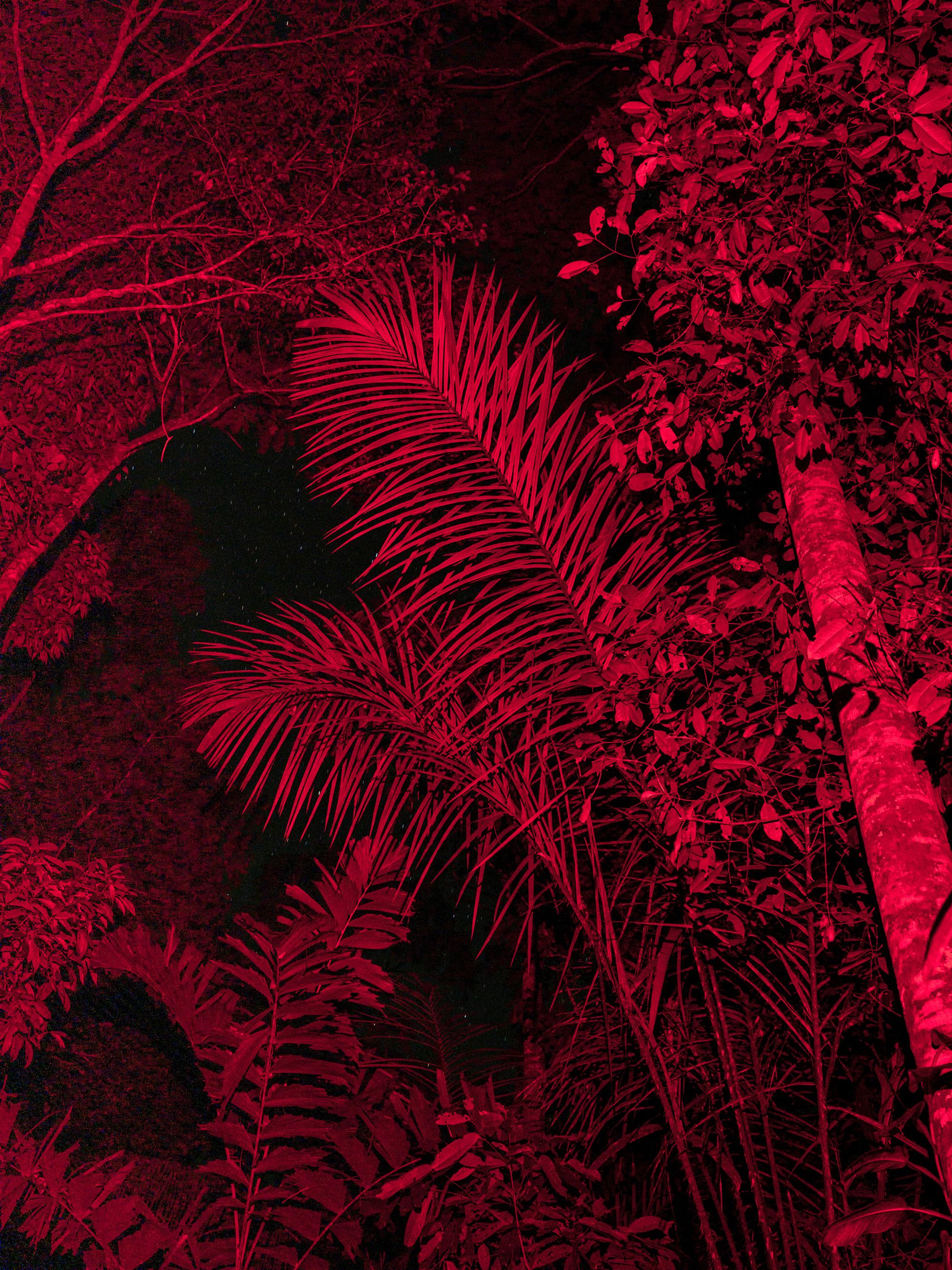 Selva Nocturna 02, stampa a colori ai pigmenti - Photograph di Miguel Winograd 