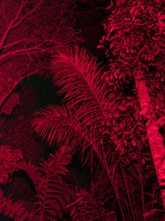 Selva Nocturna 02, Farbpigmentdruck