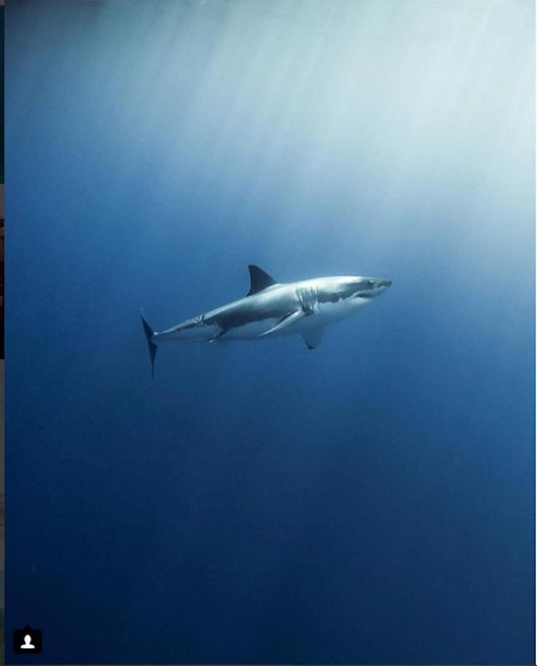 Mike Coots Color Photograph - Great White