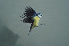 Apex - Blue Tit Bird in Flight: Oil on Canvas