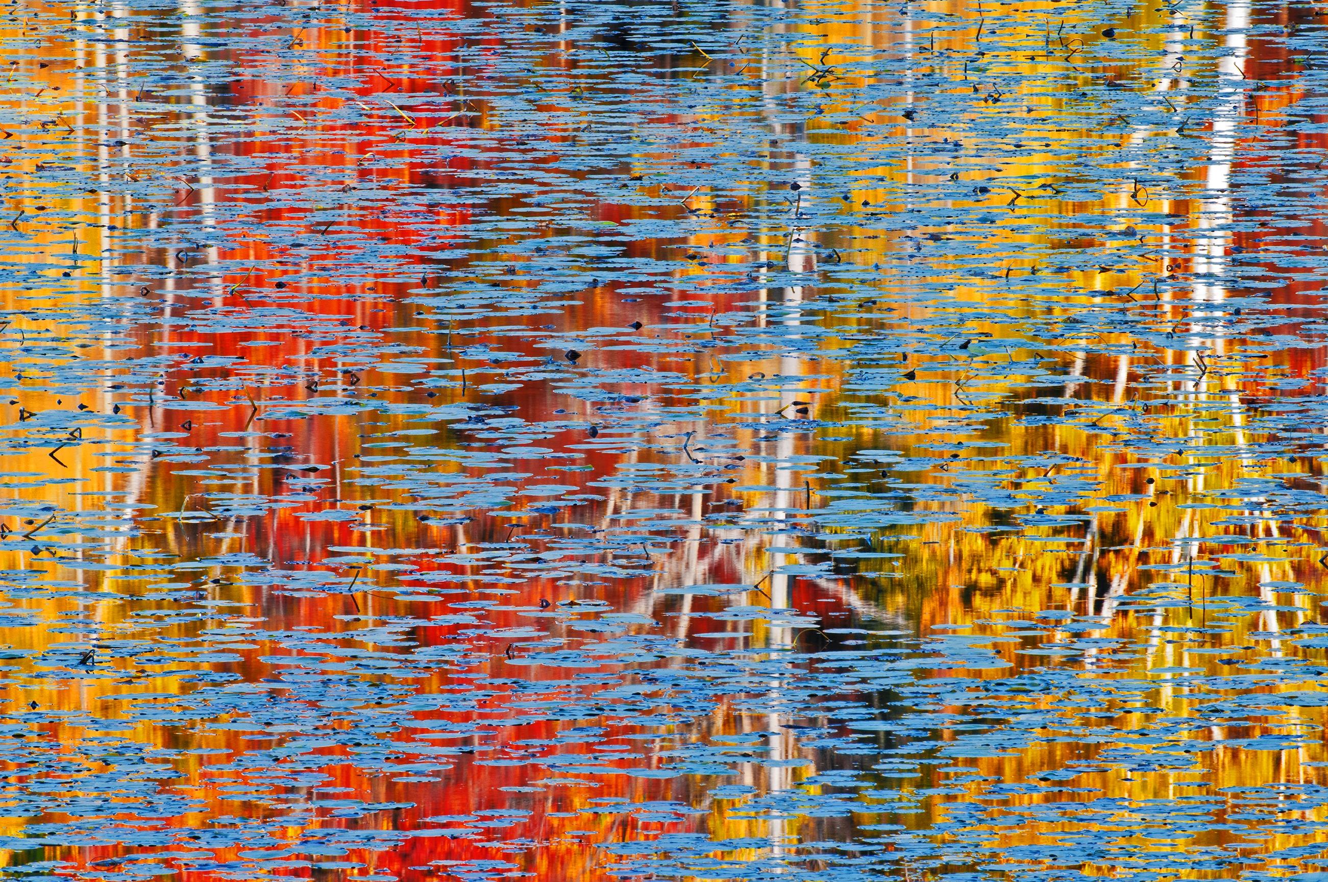 â€˜Mosaico de OtoÃ±oâ€™ de Mike Grandmaison Cerca de Minden, Ontario. Canadá  Conduciendo hacia el sur por la autopista 35, justo al norte de Minden, me impresionó la naturaleza abstracta de los árboles de madera dura de colores otoñales reflejados