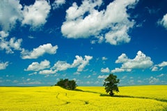 â€˜Canola, shelterbelt and cloudsâ€™  Mike Grandmaison, Photograph, Archival Ink