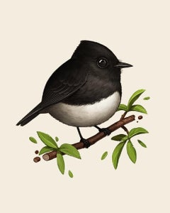 Mike Mitchell -  Black Phoebe - Artist Edition - Contemporary Artist