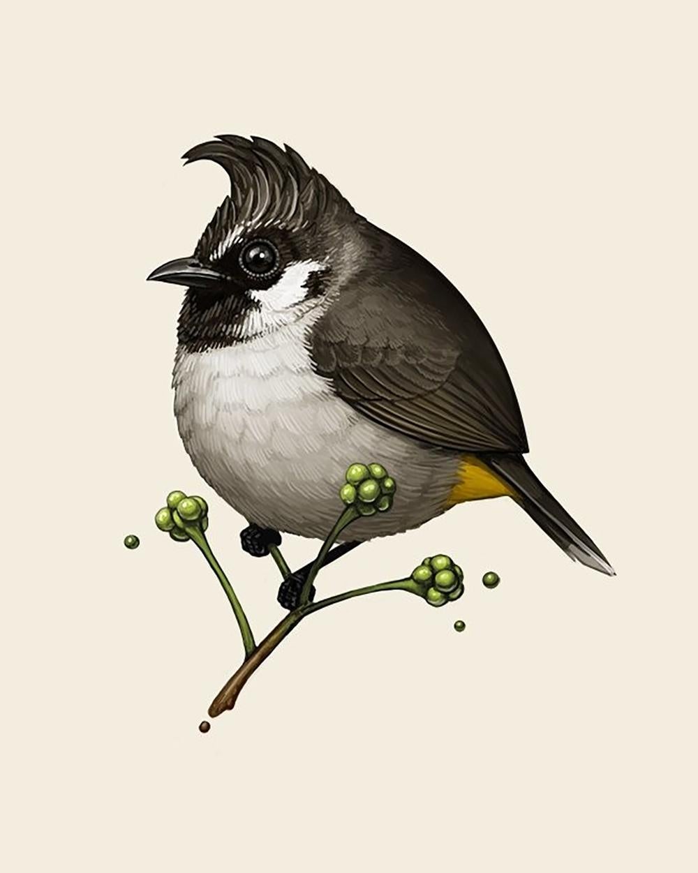 Mike Mitchell - Bulbul del Himalaya  - Artista contemporáneo