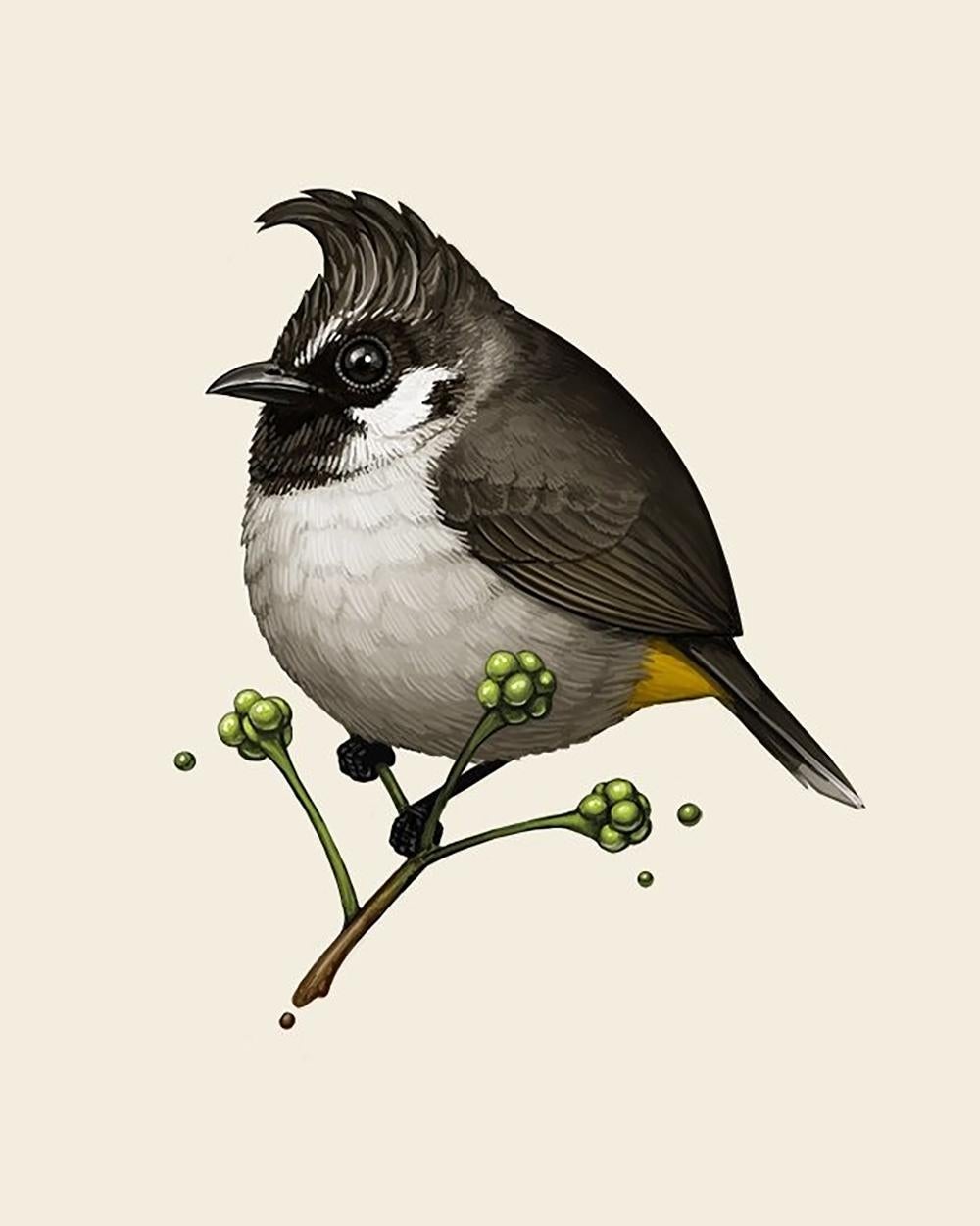 Mike Mitchell - Himalayan Bulbul  - Contemporary Artist