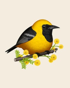 Mike Mitchell -  Oriole mit Kapuze mit Kapuze - Zeitgenössischer Künstler