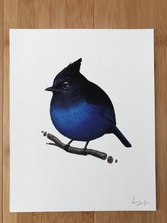 Mike Mitchell - Stellar's Jay - Künstleredition - Zeitgenössischer Künstler