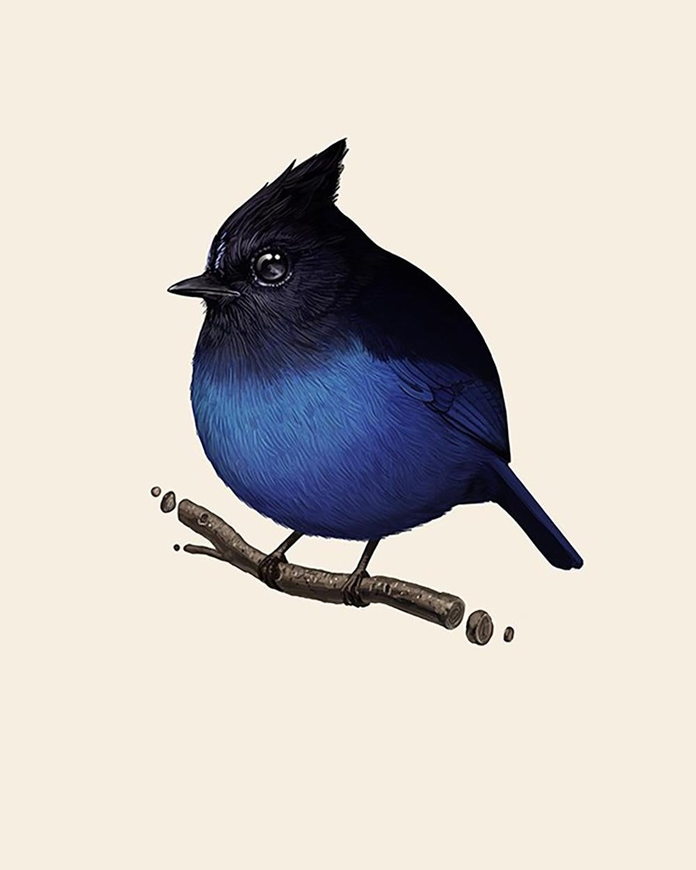Mike Mitchell - Stellar's Jay - Édition d'artiste - Artiste contemporain

Le geai de Steller (Cyanocitta stelleri) est un oiseau originaire de l'ouest de l'Amérique du Nord, étroitement lié au geai bleu que l'on trouve dans le reste du continent,
