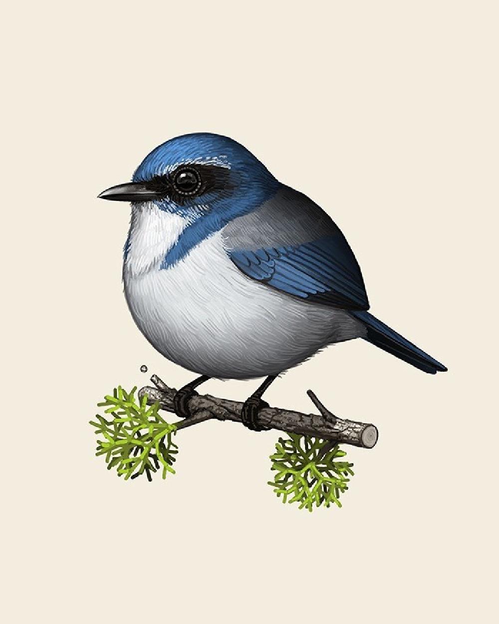 Mike Mitchell -  Western Scrub-Jay - Künstlerausgabe - Zeitgenössischer Künstler