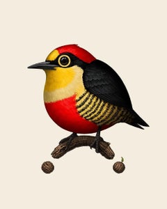 Mike Mitchell -  Yellow-Fronted Woodpecker - Contemporary Artist