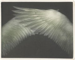 Ailes ( ailes)