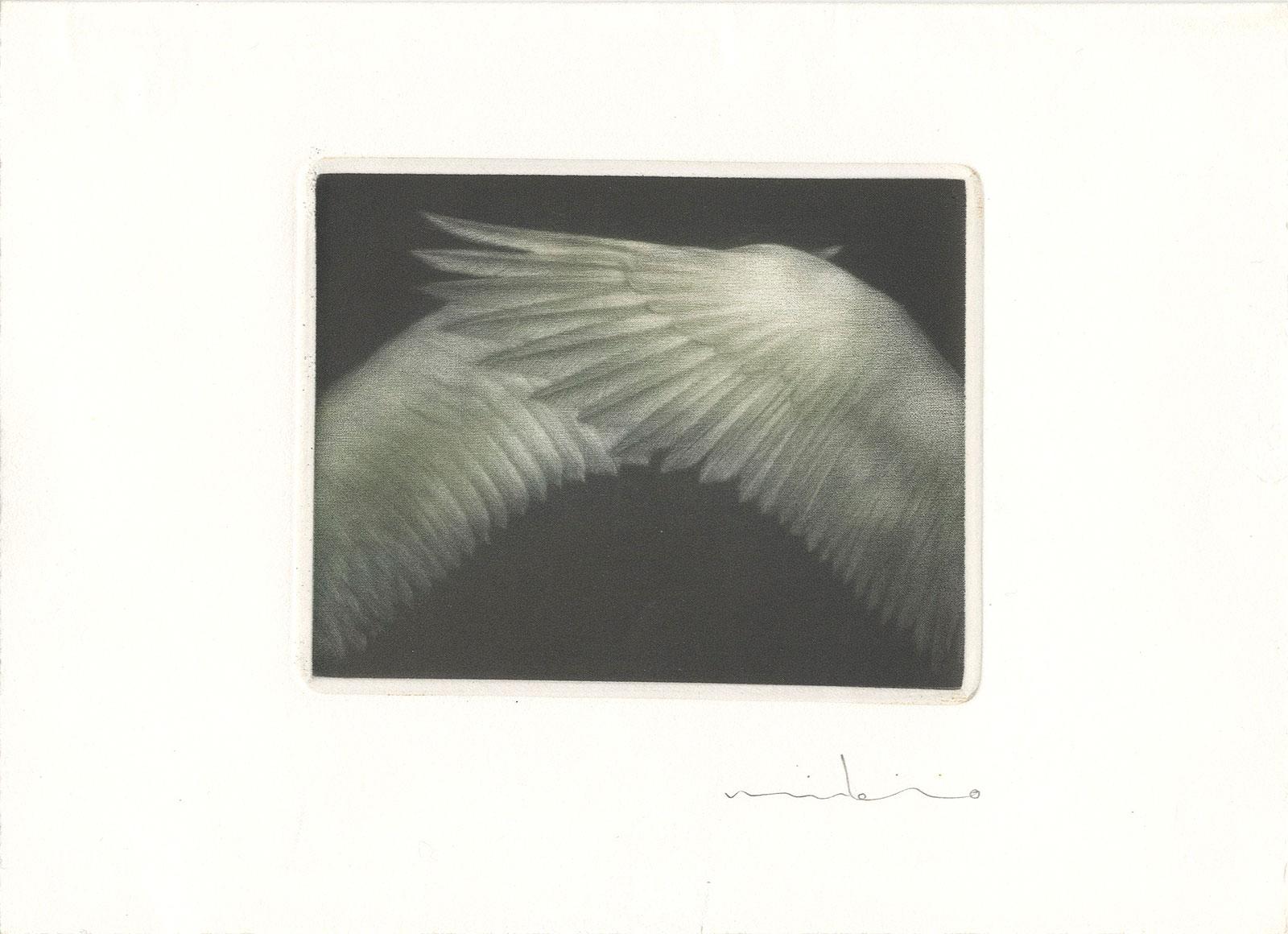 Ailes (Wings)