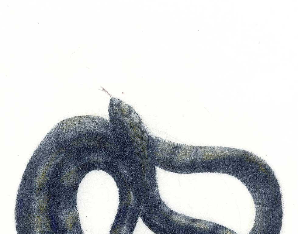 Coiled Snake (Ready to strike) - Print by Mikio Watanabe