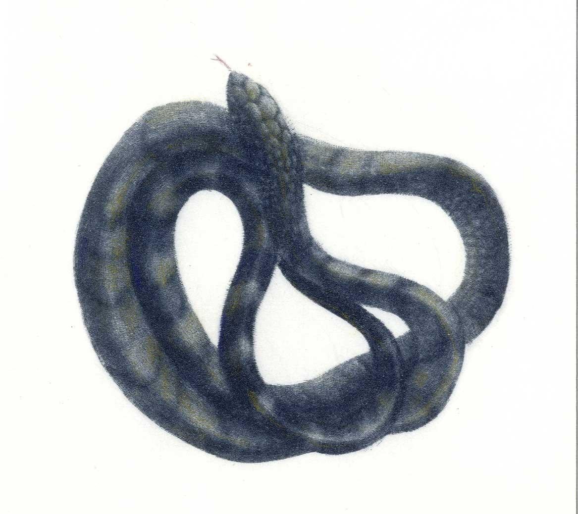 Mikio Watanabe Landscape Print - Coiled Snake (Ready to strike)