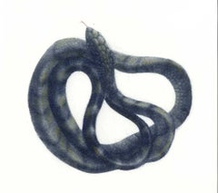 Coiled Snake (Ready to strike)