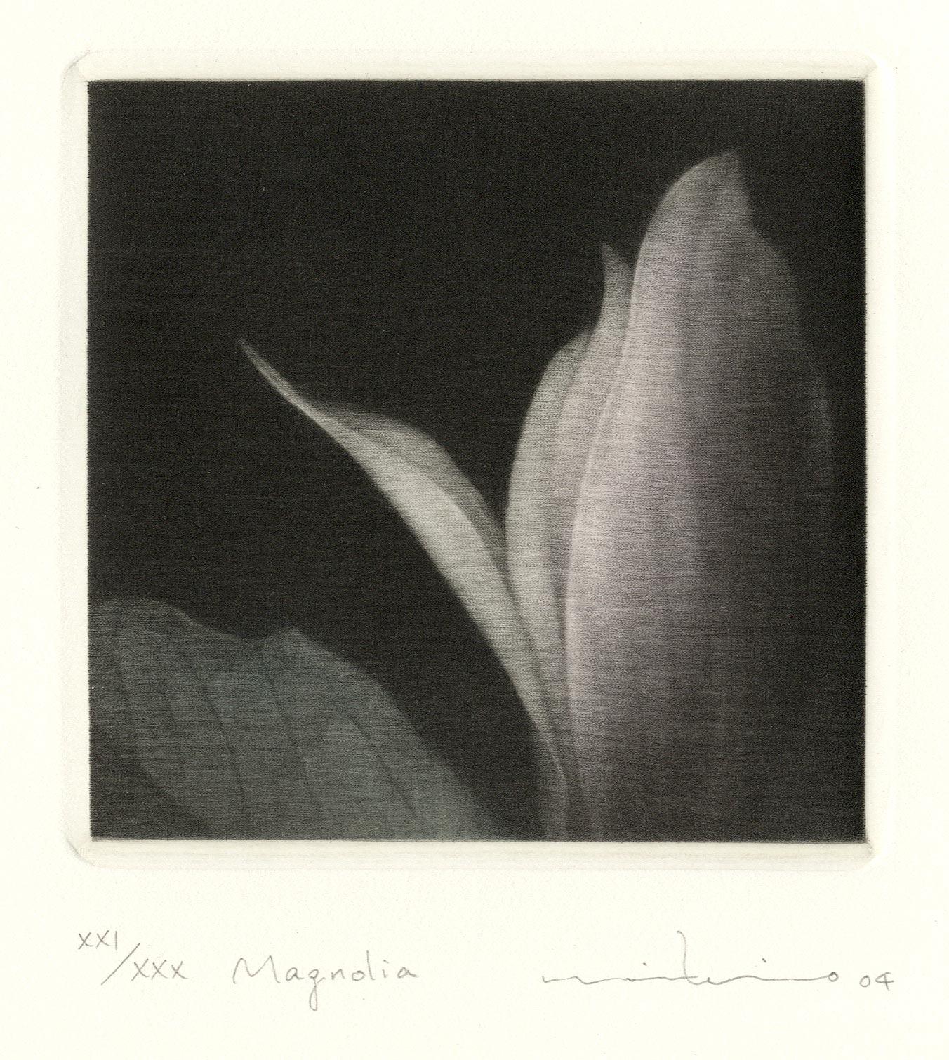 Magnolia - Black Still-Life Print by Mikio Watanabe