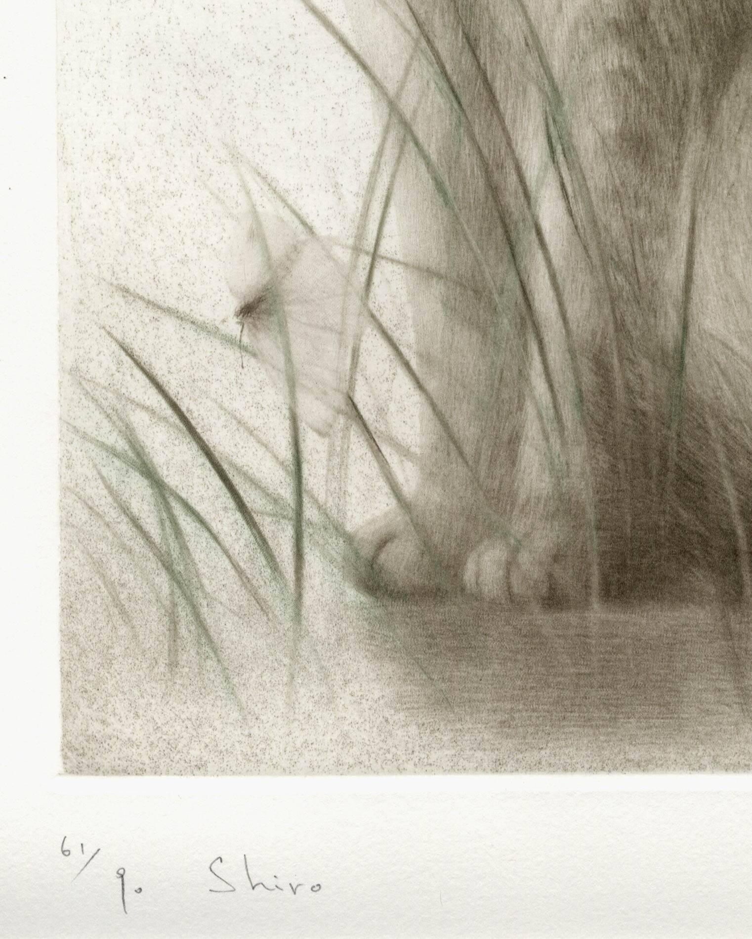 Shiro (portrait of an elegant, alert cat sitting in a meadow with flying insect) - Contemporary Print by Mikio Watanabe