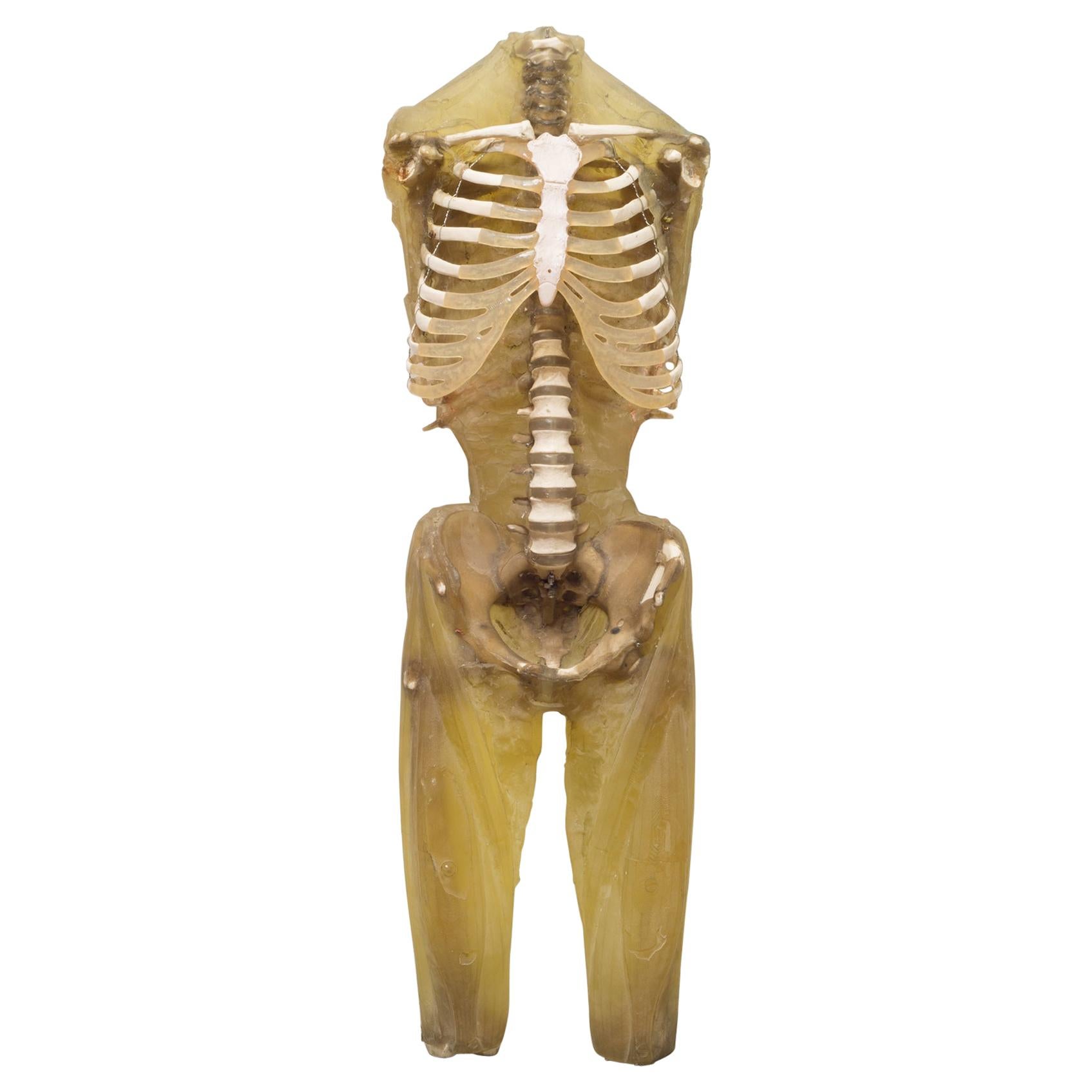 Military Anatomy Class Resin Skeleton, circa 1970