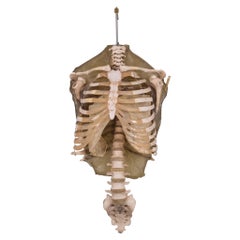 Used Military Anatomy Class Resin Skeleton Torso, circa 1970