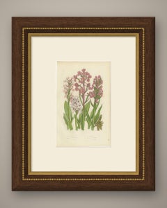 Military and Monkey Orchis, Antique British Orchid Print, Pratt, circa 1873