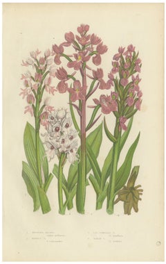 Military and Monkey Orchis, Antique British Orchid Print, Pratt, circa 1873