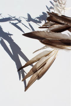 "Plume Umbra, II", print, feathers, shadows, blue, copper, orange, gold
