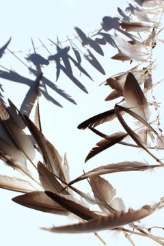 "Plume Umbra, III", print, feathers, shadows, blue, copper, orange, gold