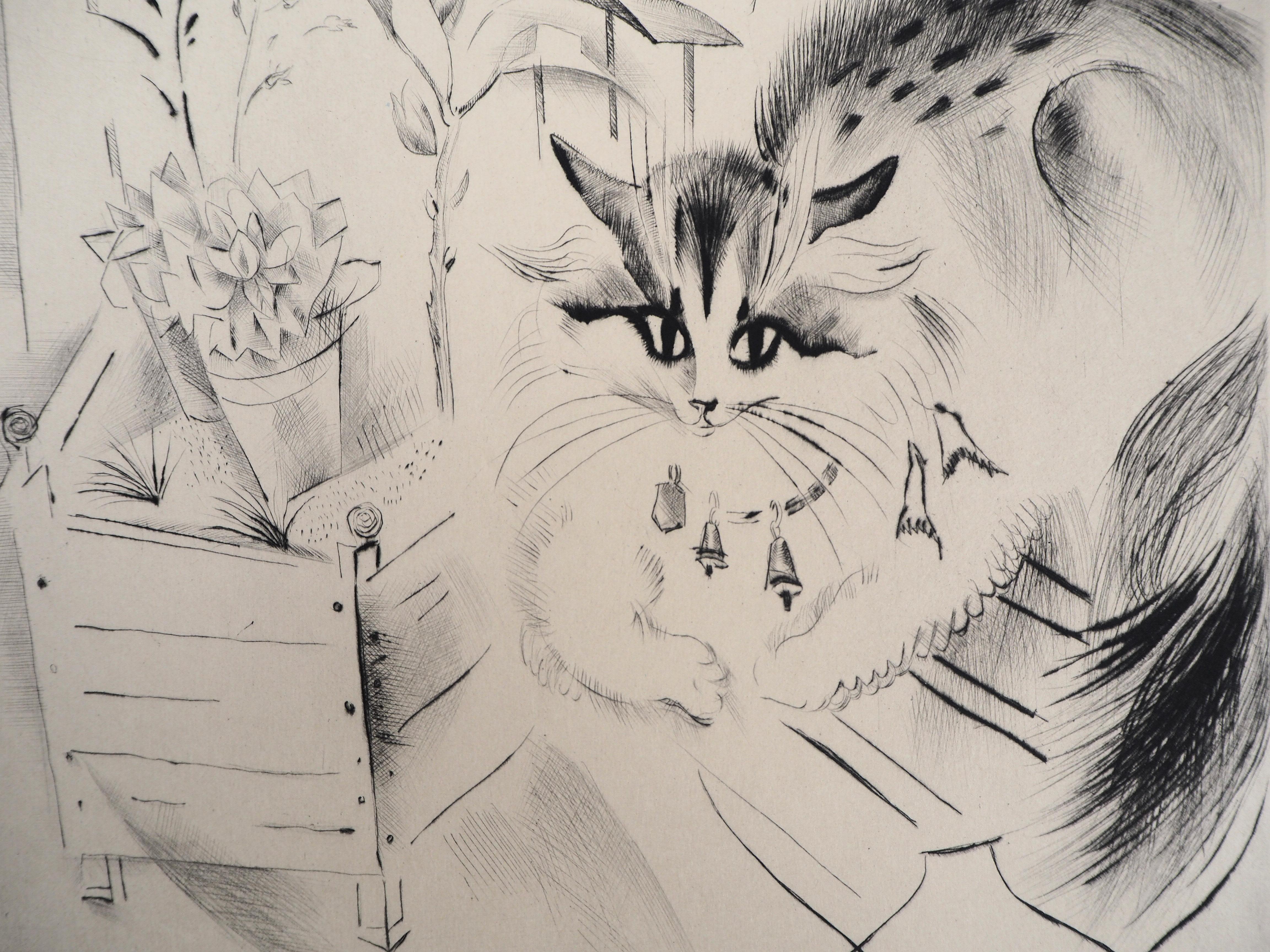 mily cat
