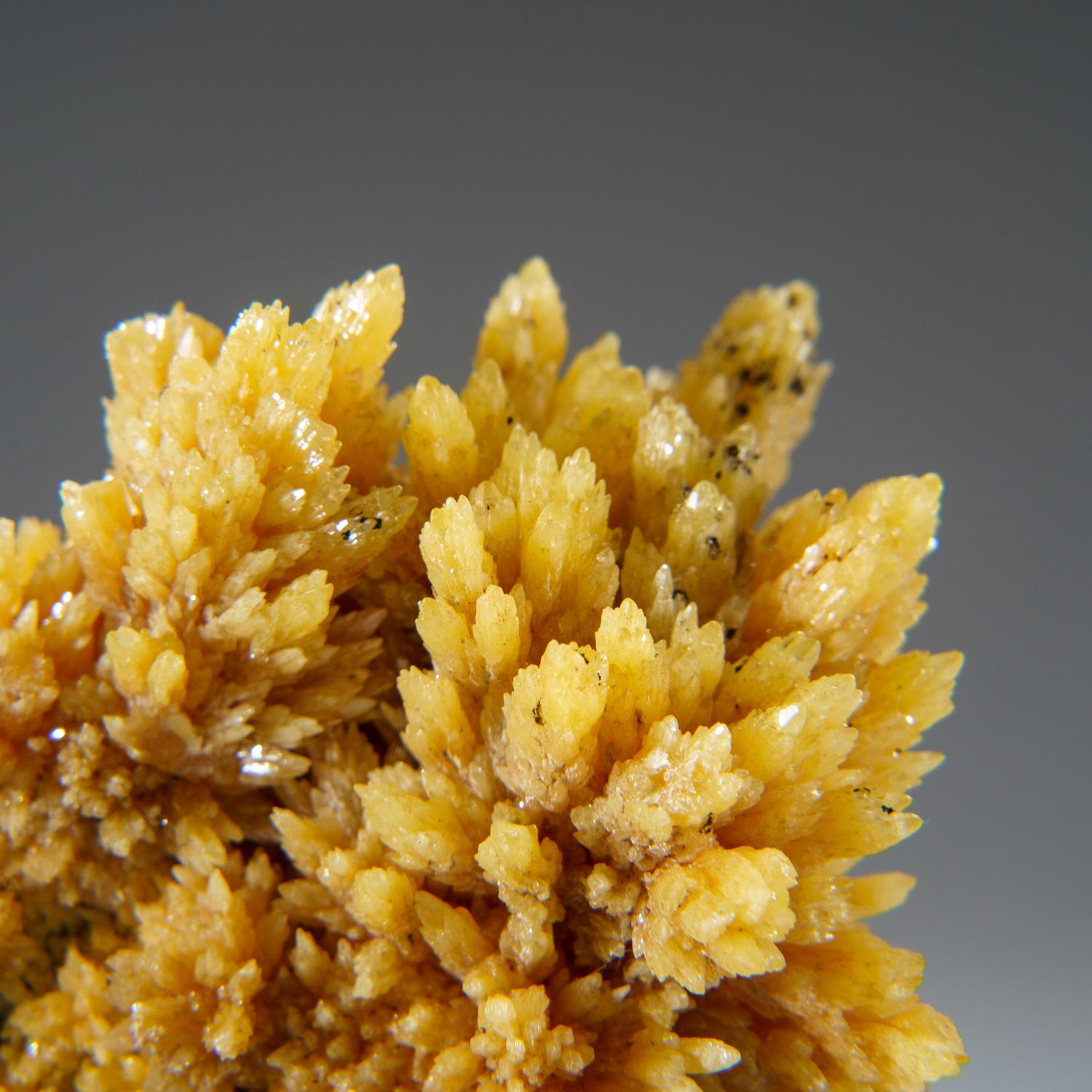From Tsumeb Mine, Otavi-Bergland District, Oshikoto, Namibia

Rich cluster of many intersecting yellow mimetite crystals. Very lustrous, good color. The crystals are elongated and completely intact and undamaged with superb color and luster.

