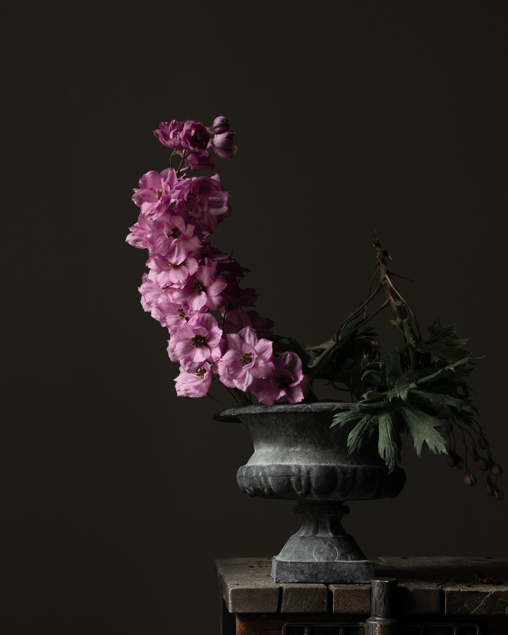 Mina Afshari Still-Life Photograph – Rittersporn