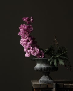 Delphinium